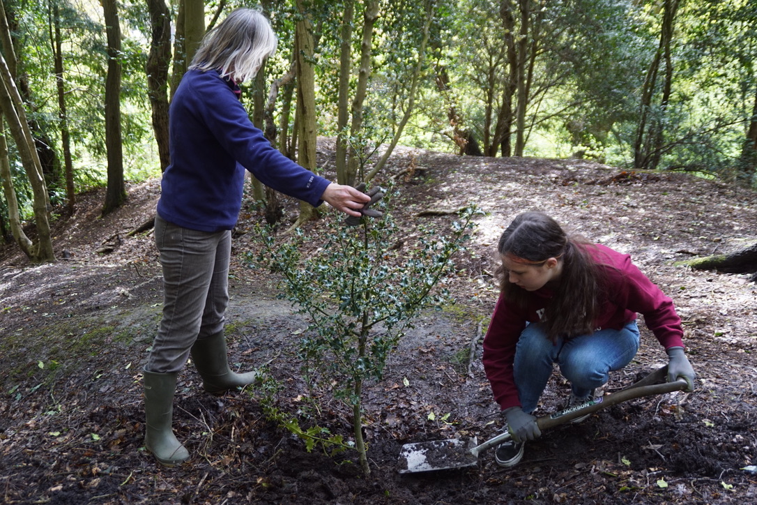 Volunteers planting holly trees