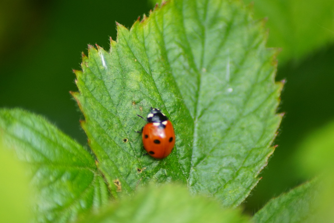 Seven Spot Ladybird