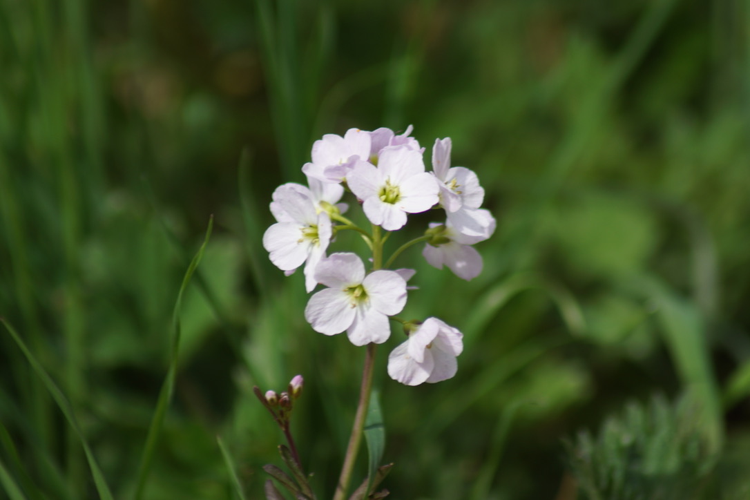 Cuckooflower