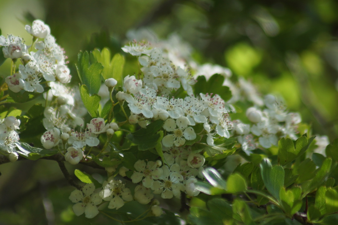 Hawthorn - May