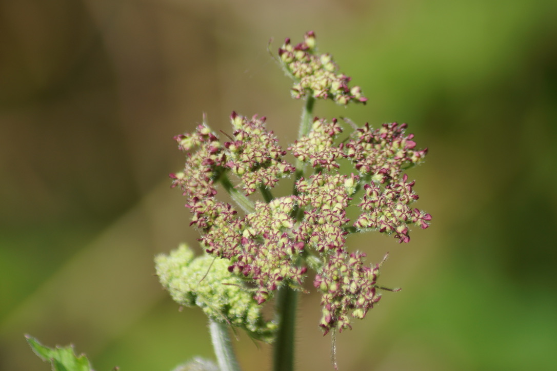 Wild Carrot