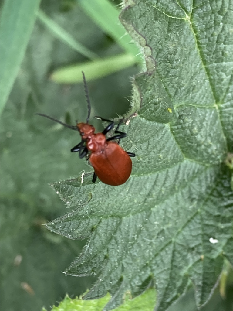 Cardinal Beetle - Pyrochroa serraticornis