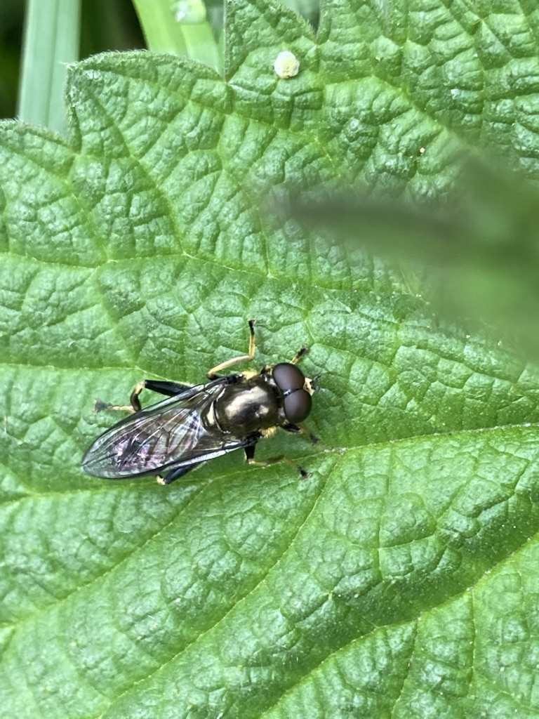 Hoverfly - Xylota segnis