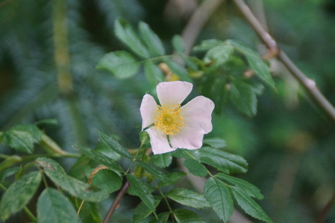 Dog Rose