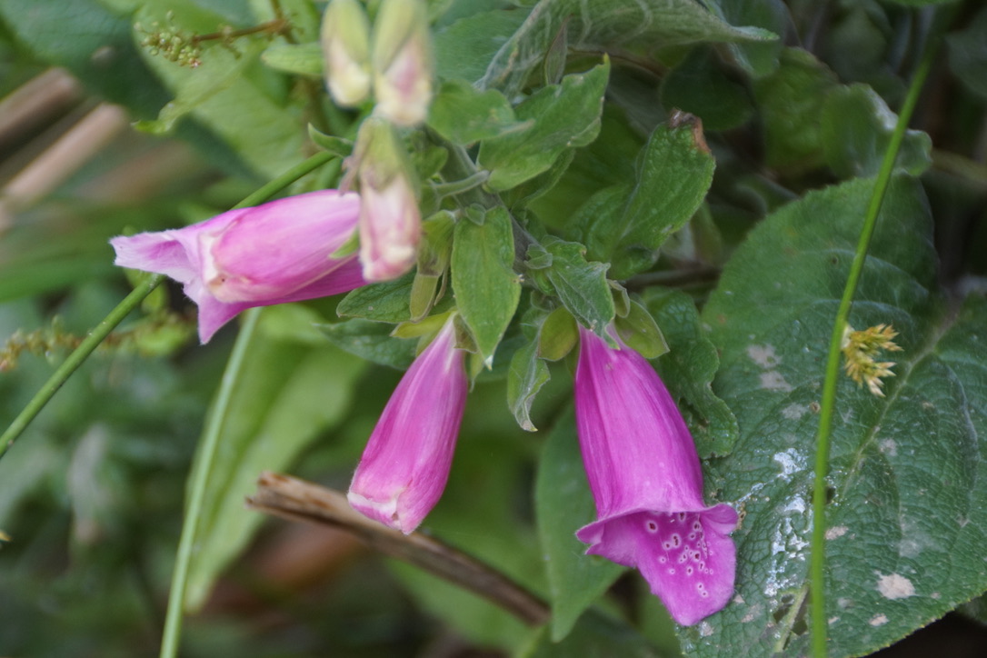 Foxgloves 