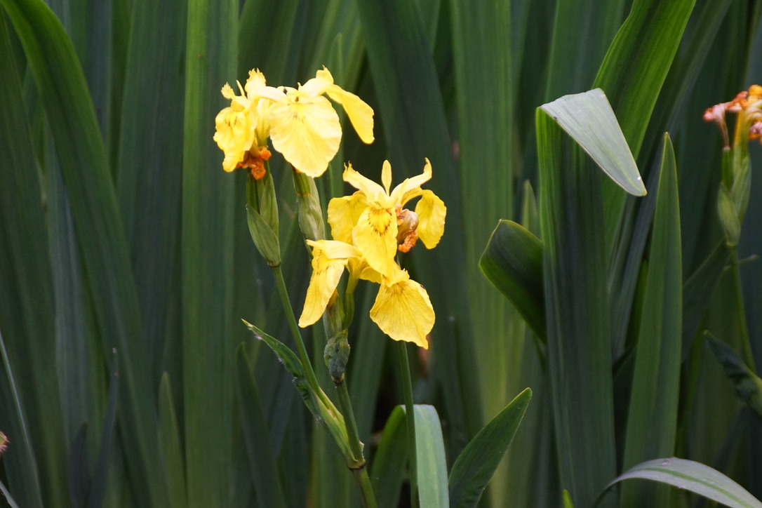 Yellow Iris