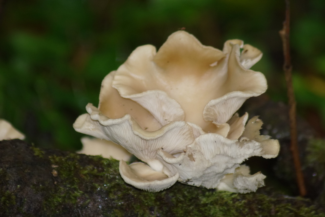 Shehorn Oyster Mushroom