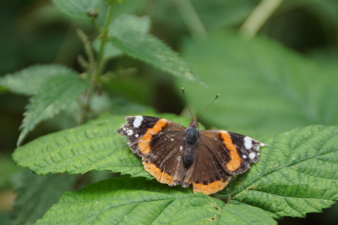 Red Admiral