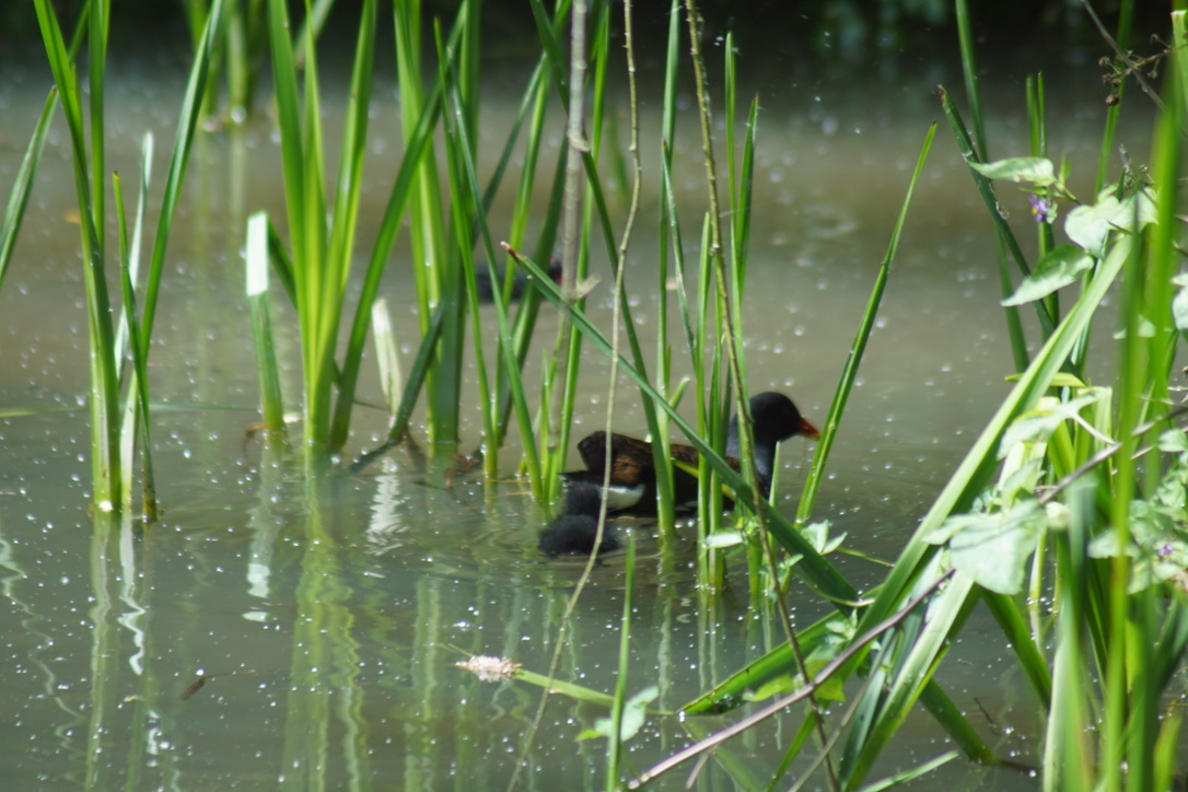 Moorhen