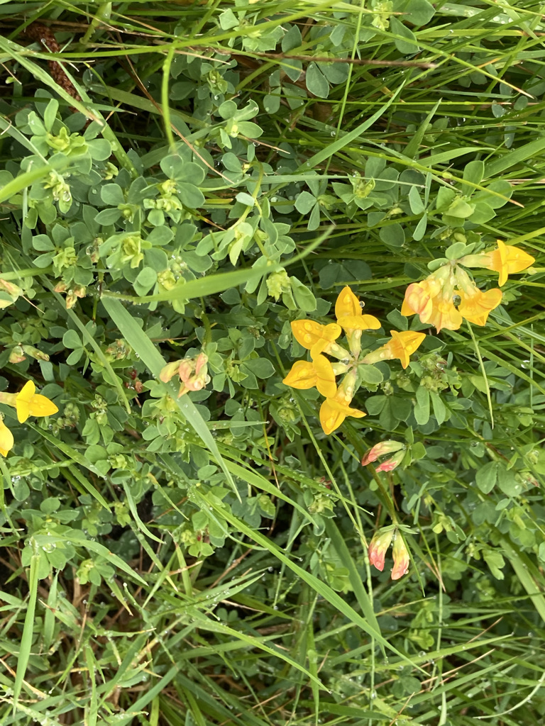 Birdsfoot Trefoil 