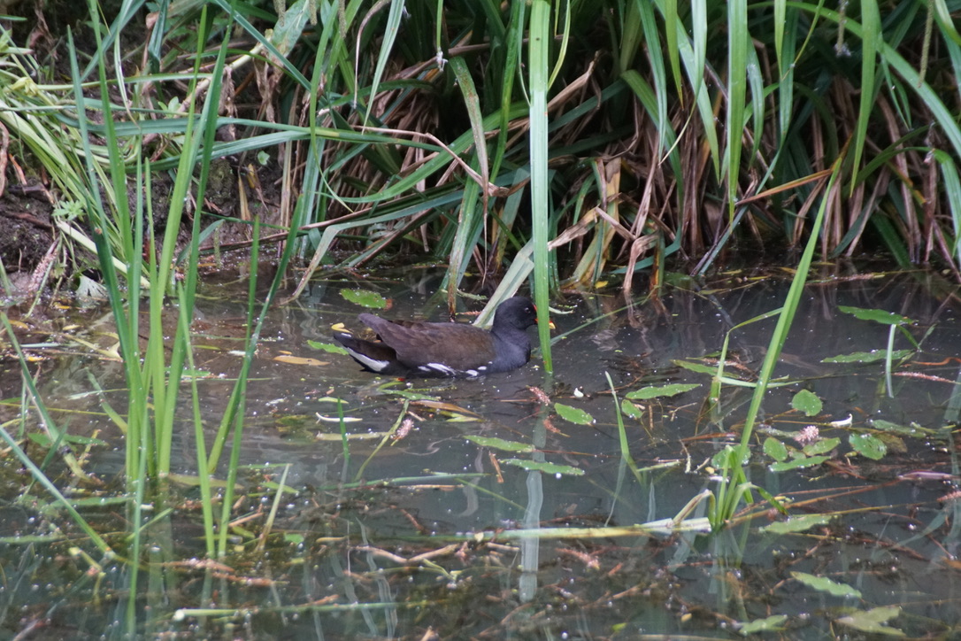 Moorhen