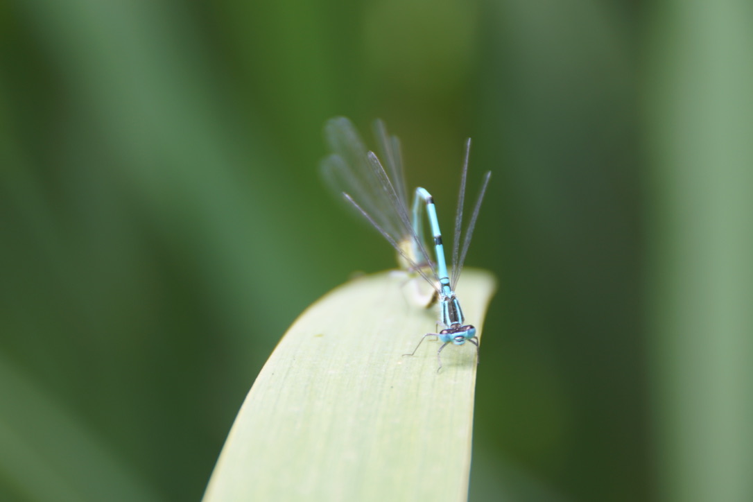 Azure Damselfly