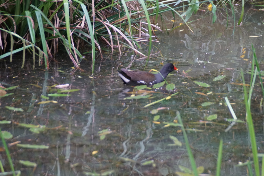 Moorhen