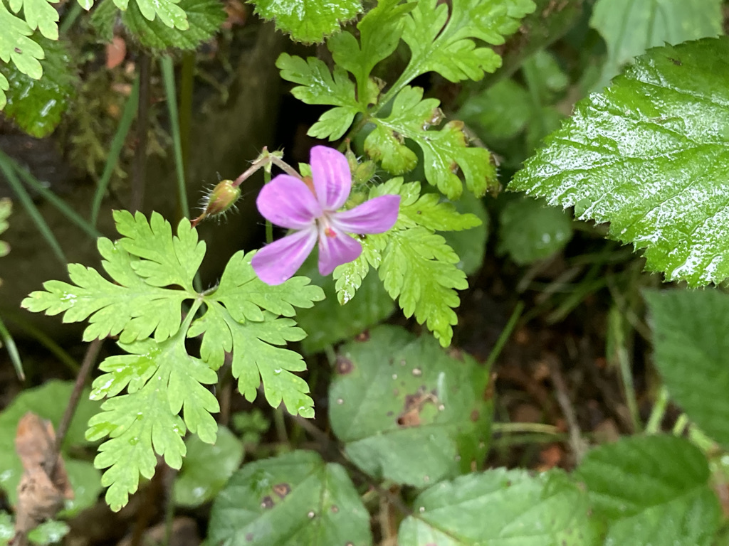 Herb Robert