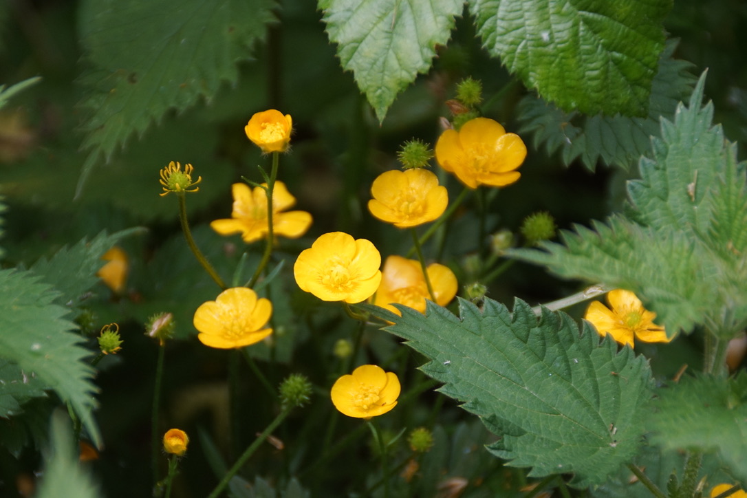 Field Buttercups