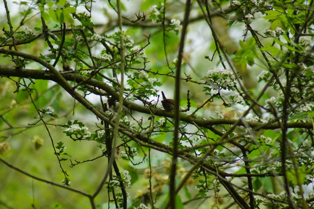 Wren