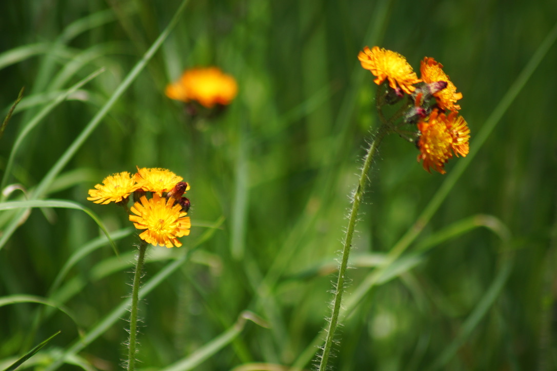 Fox and Cubs