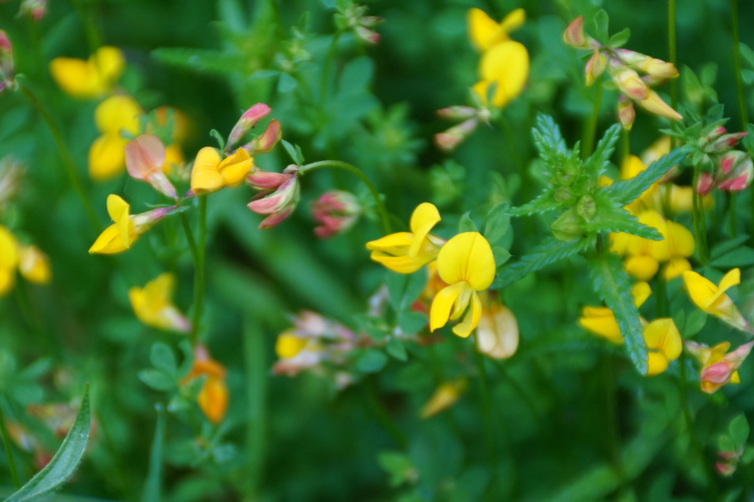 Birdsfoot Trefoil