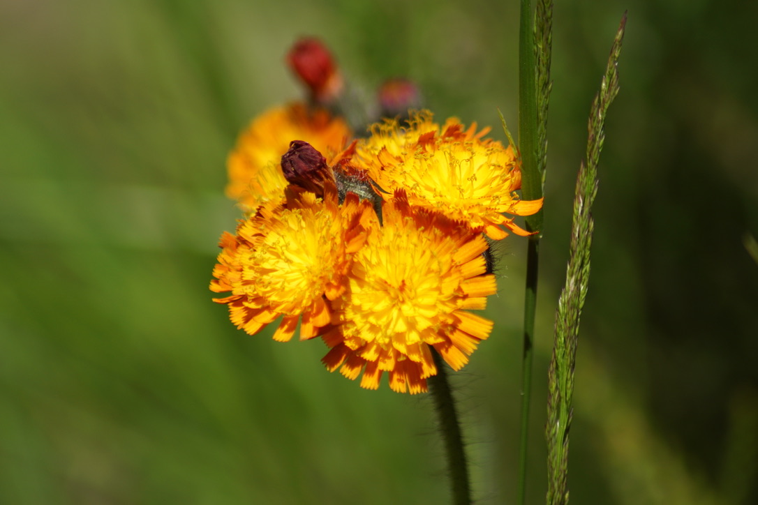 Fox and Cubs