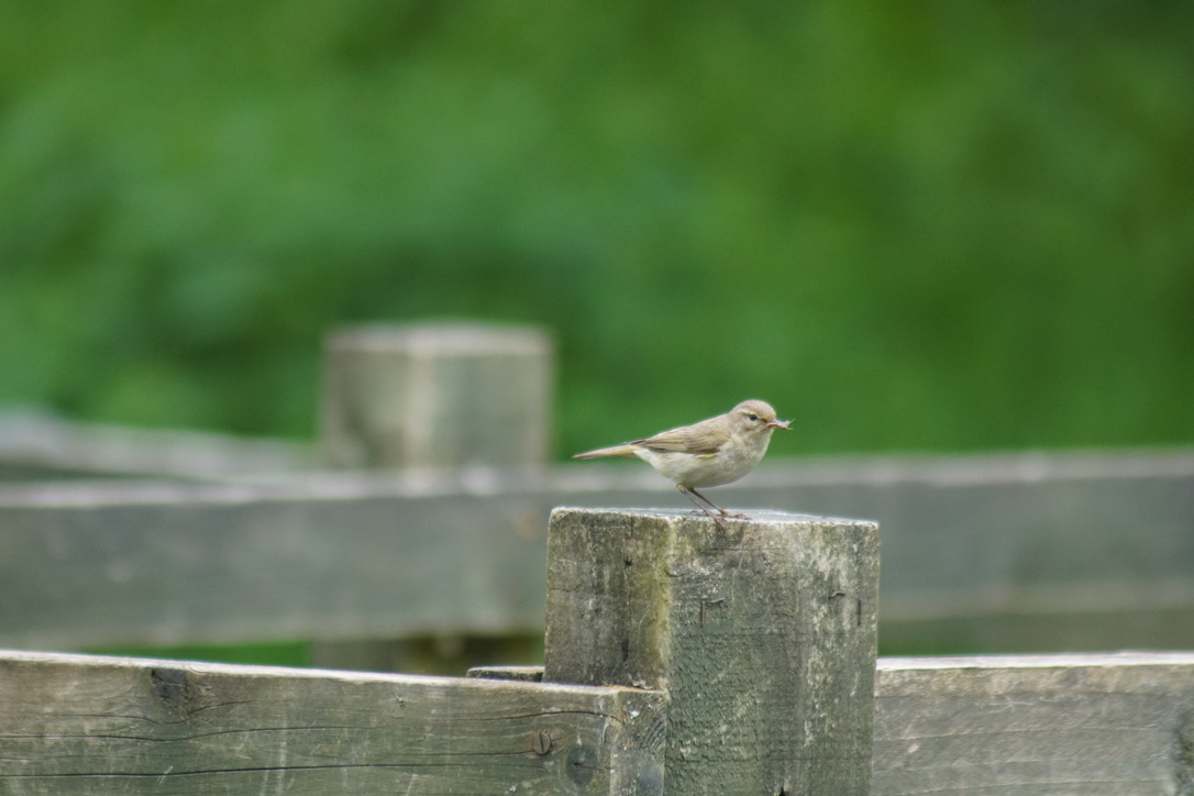 Chiffchaff Feeding on the Jetty