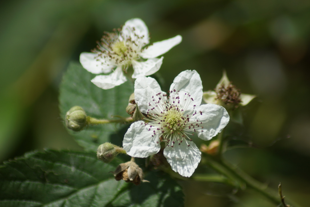 Bramble Flower