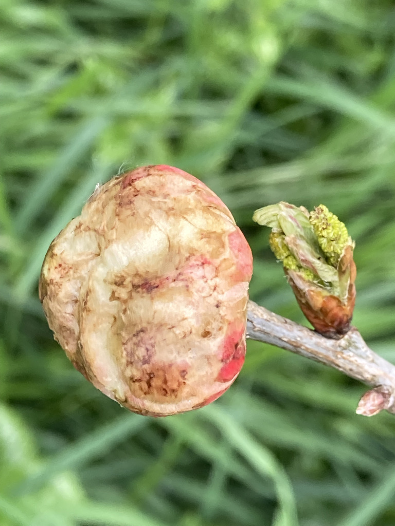 Oak Gall (Early May)