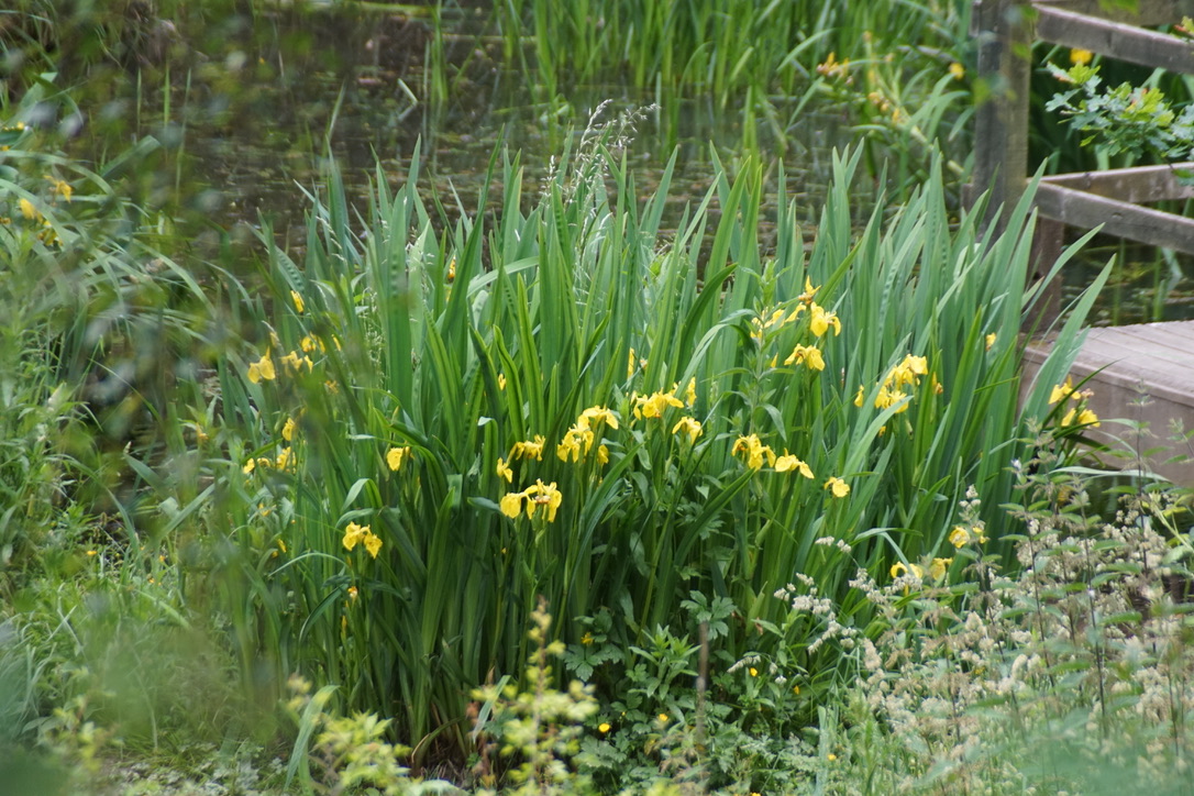 Yellow Iris