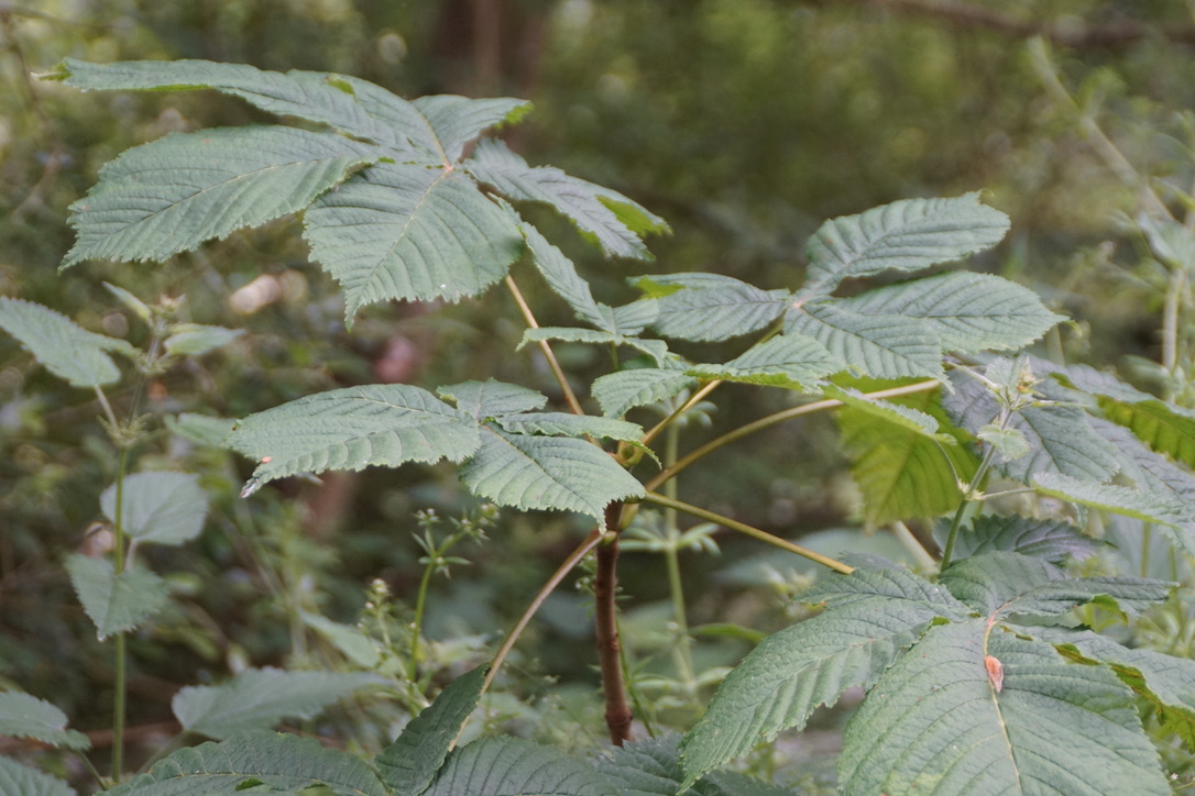  Horse Chestnut  