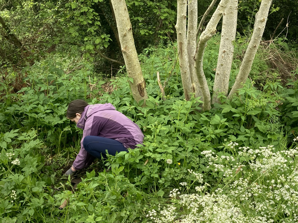 DoE Volunteers planting Trees