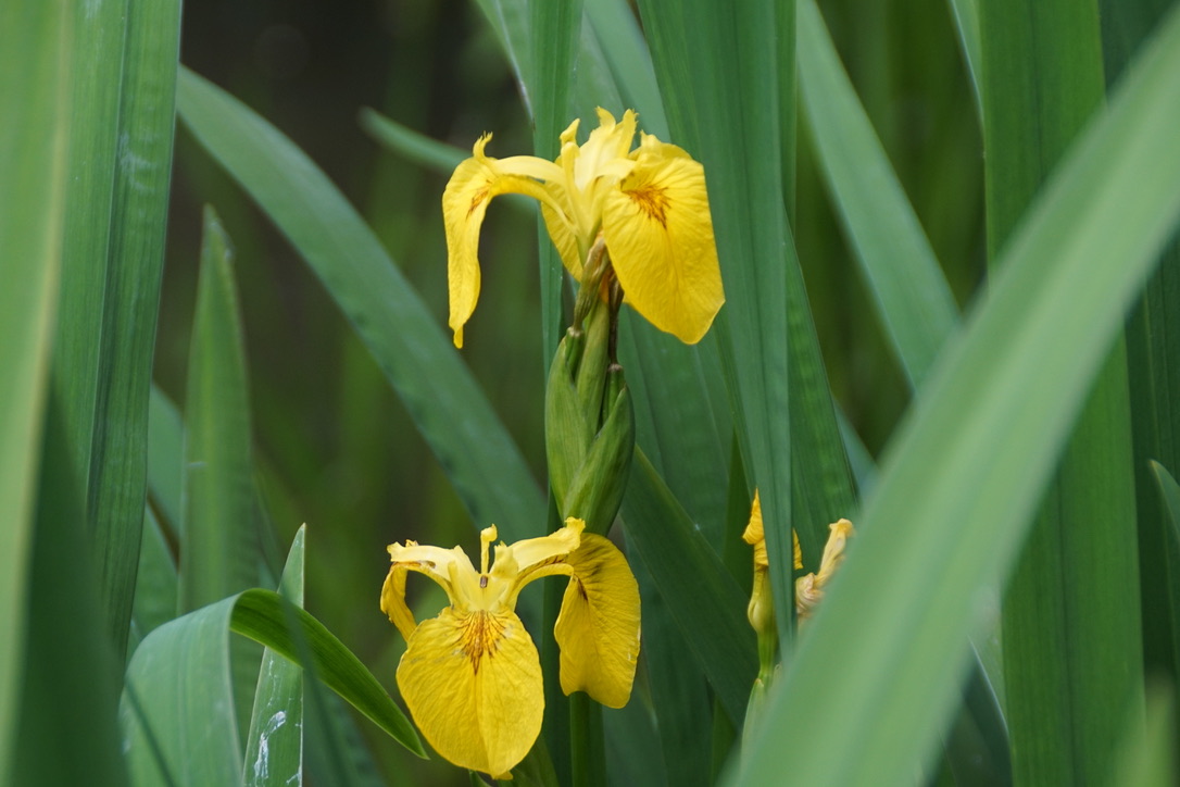 Yellow Iris