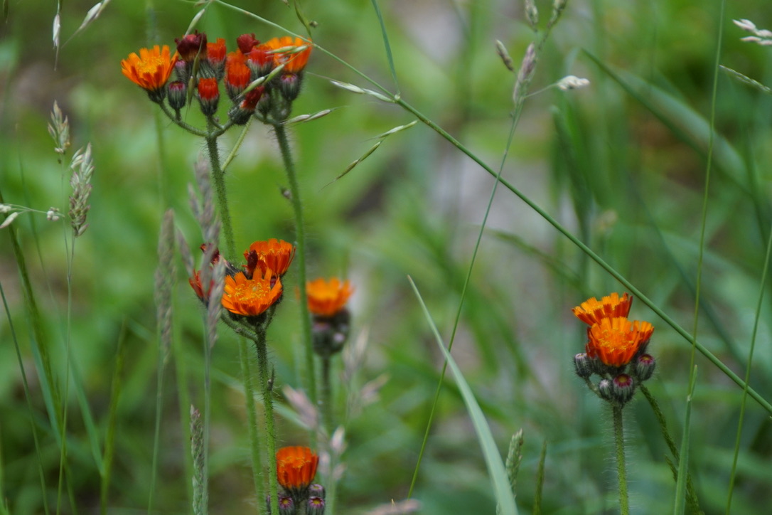 Fox and Cubs