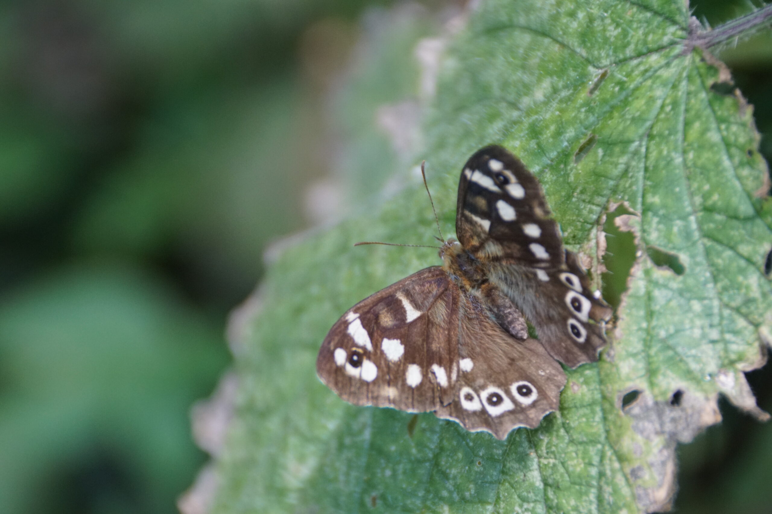 Speckled Wood