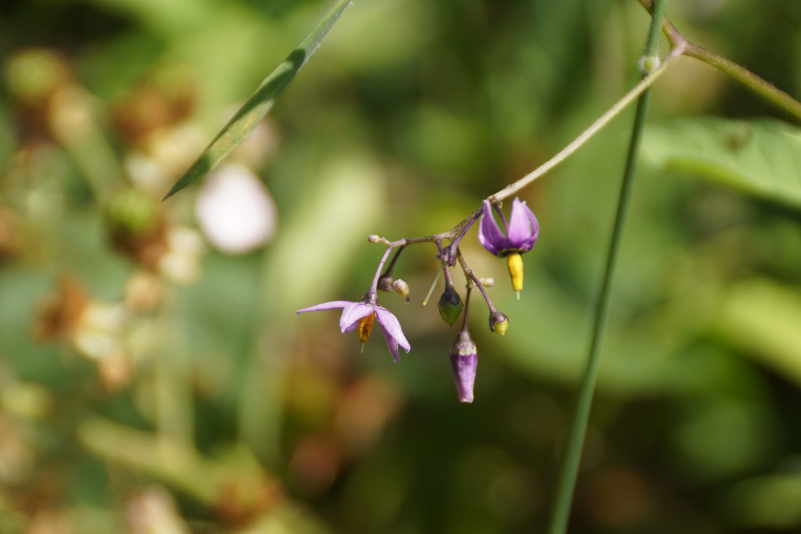 Deadly Nightshade 