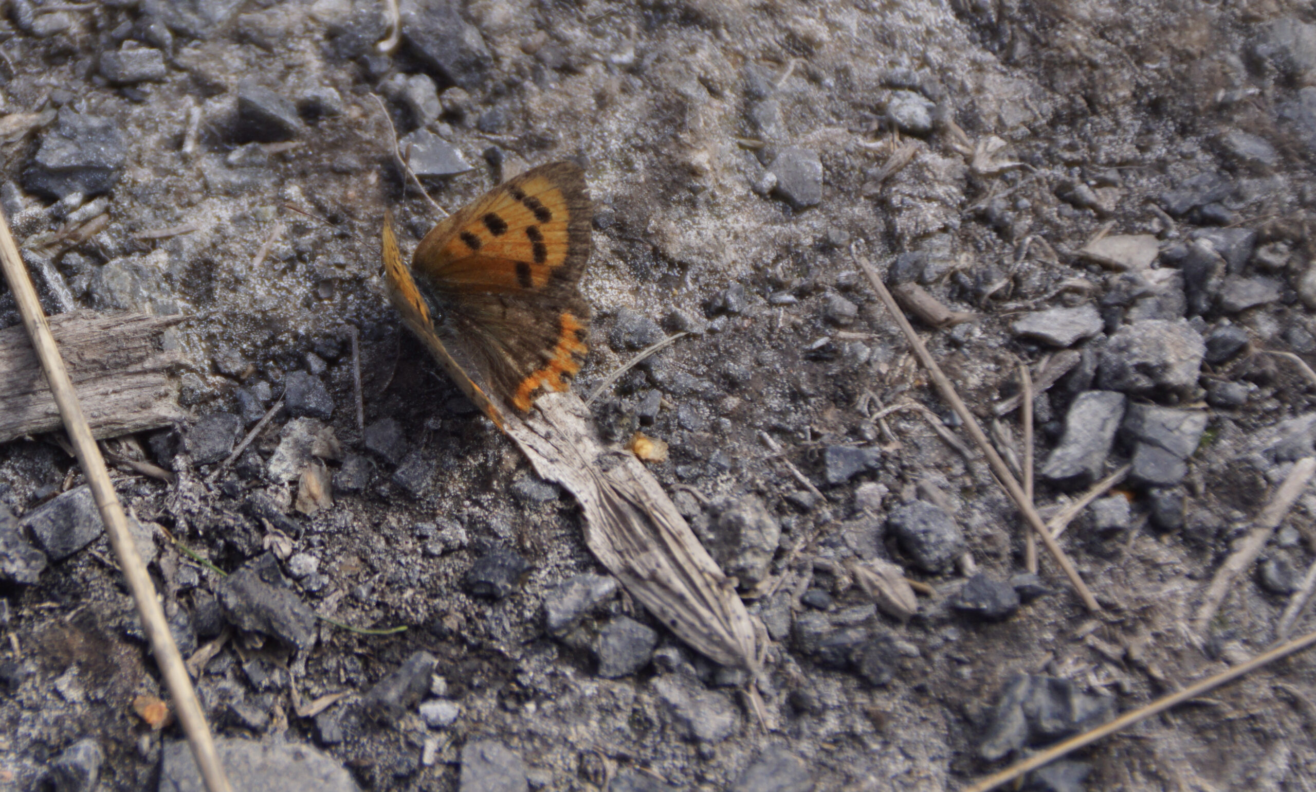 Small Copper