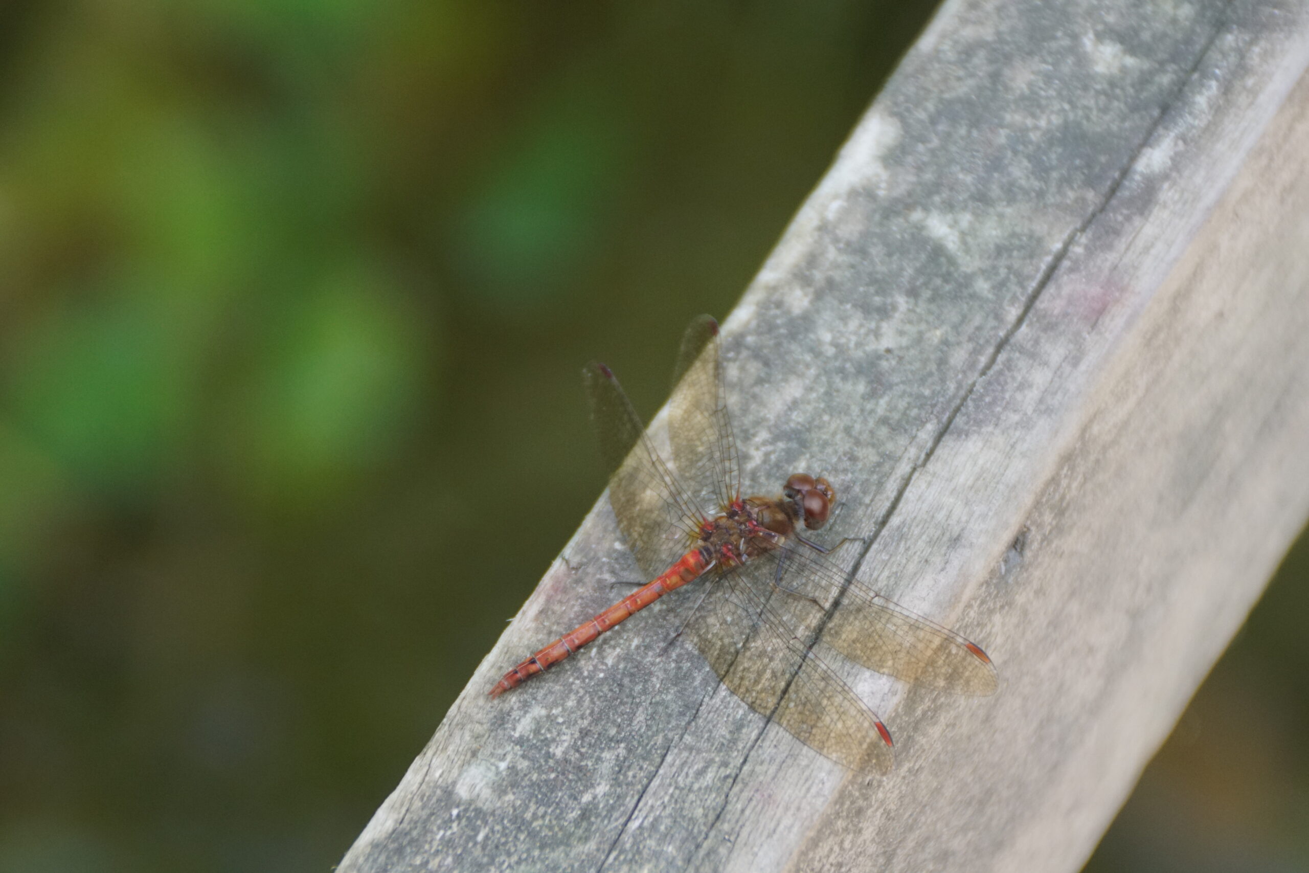 Common Darter