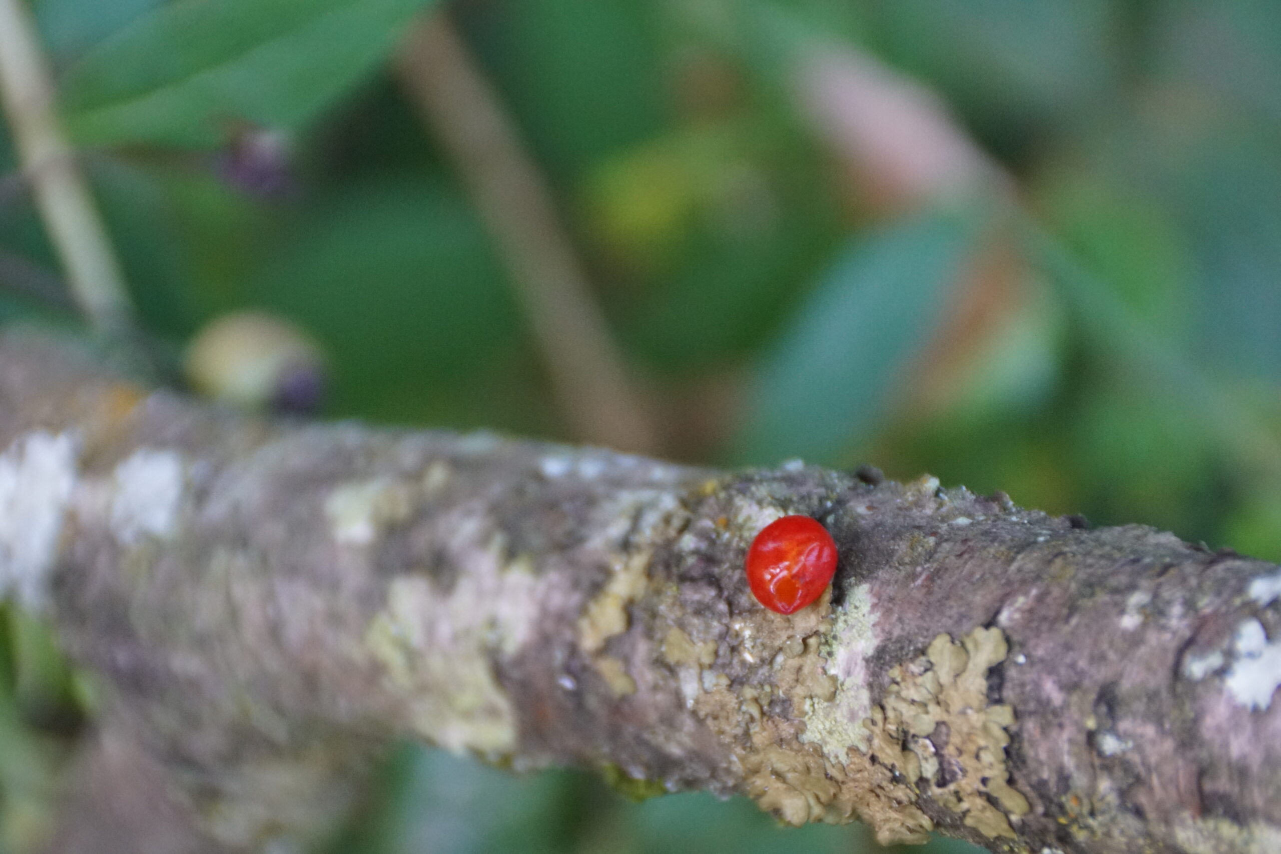 Common Jelly Spot (?)