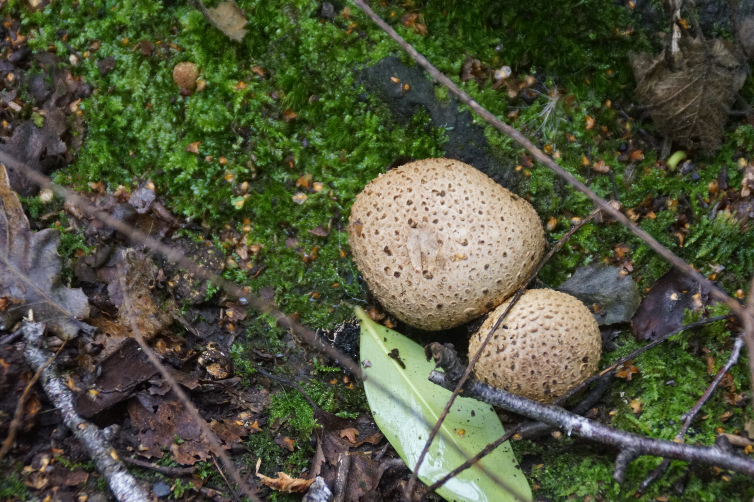 Common Earthball