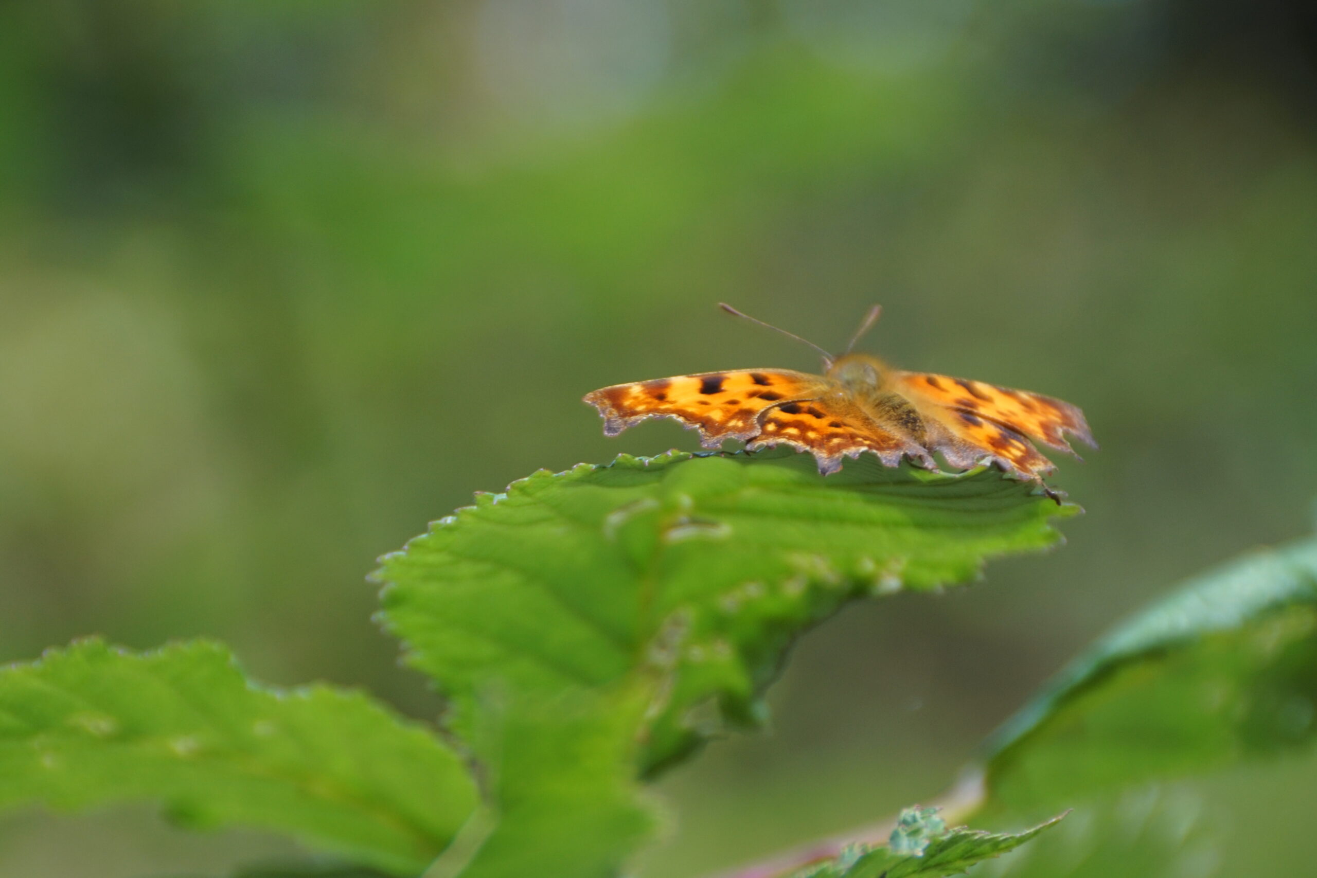 Comma