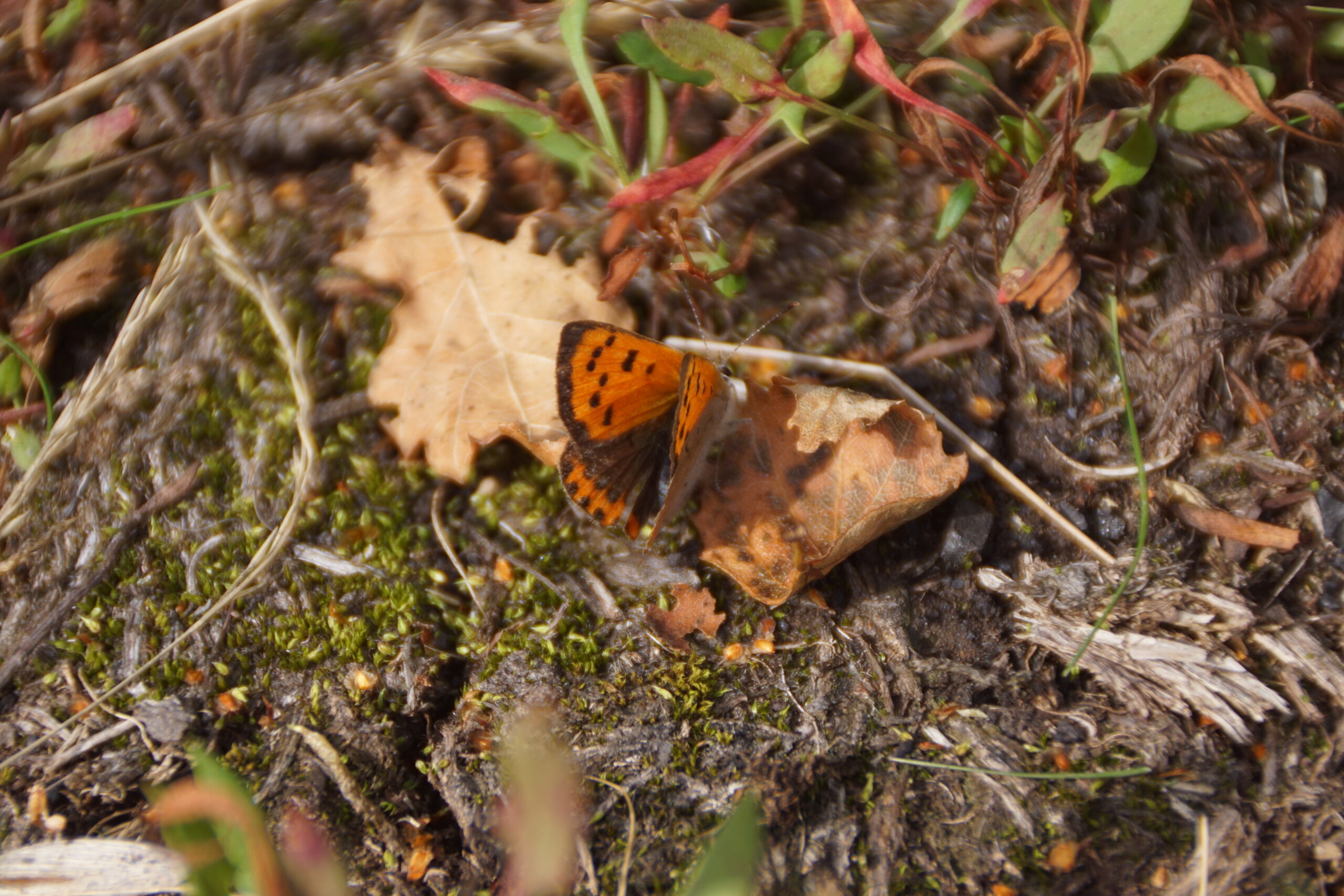 Small Copper