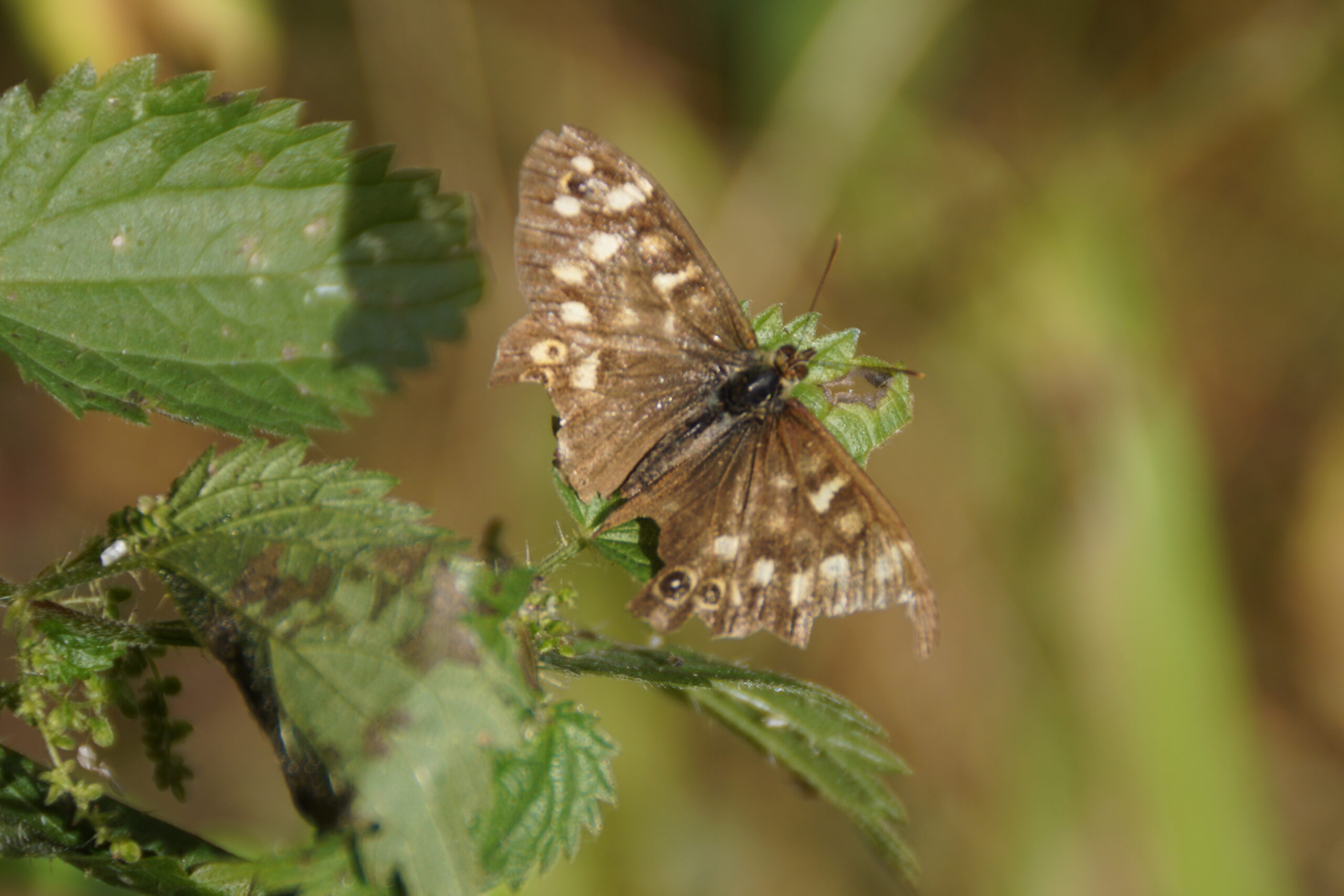 Speckled Wood