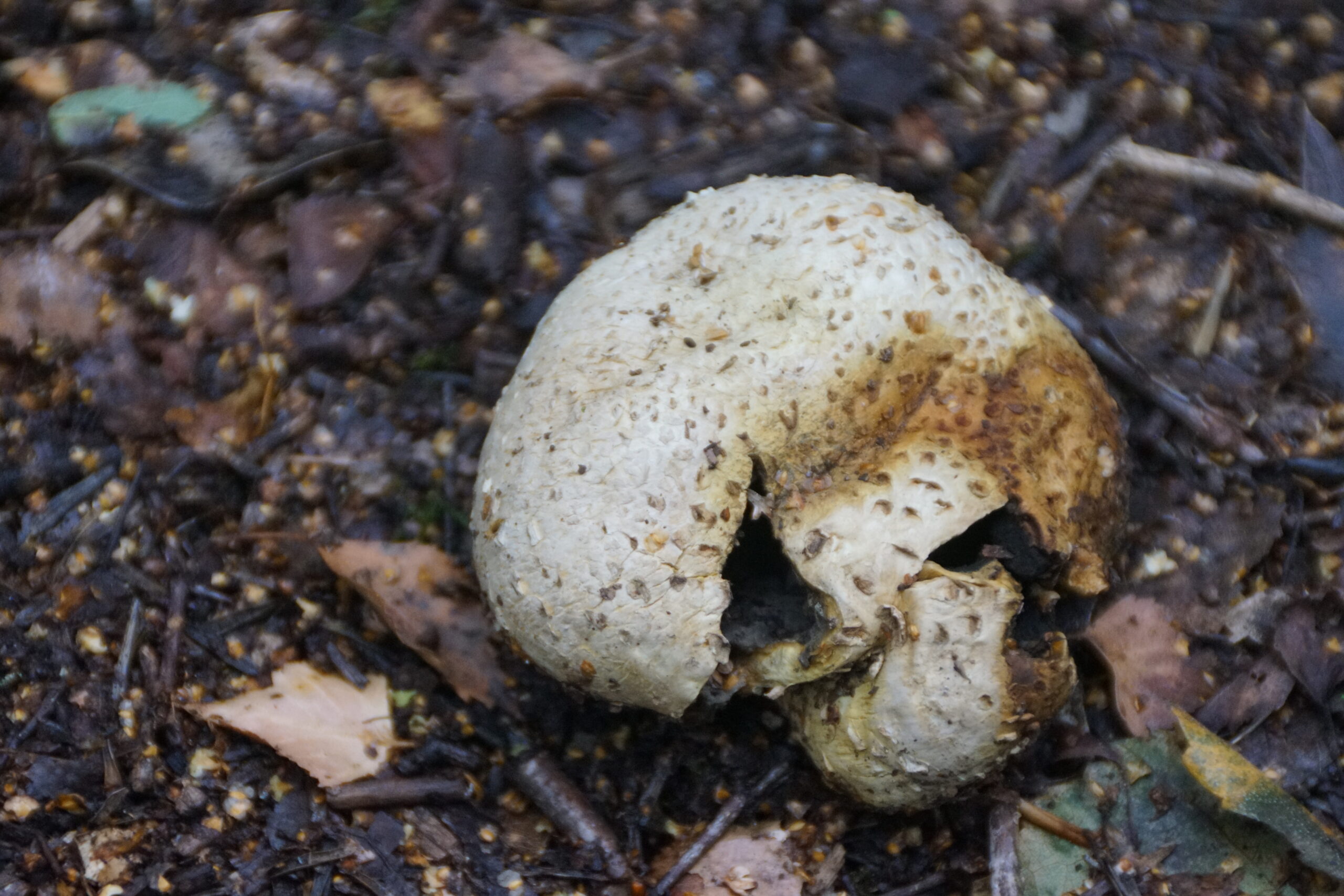 Common Earthball