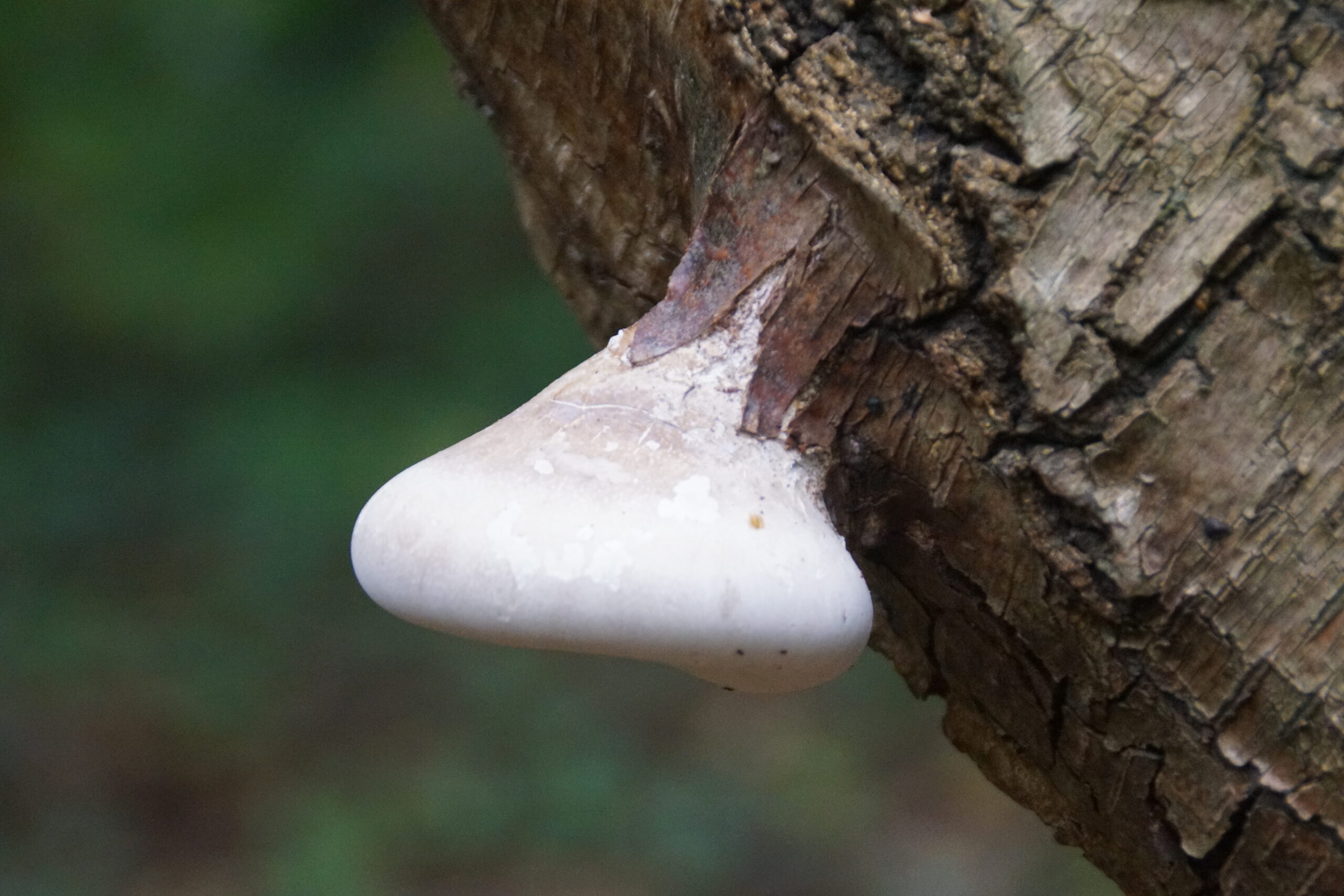 Bracket Fungus possibly Birch Polypore 