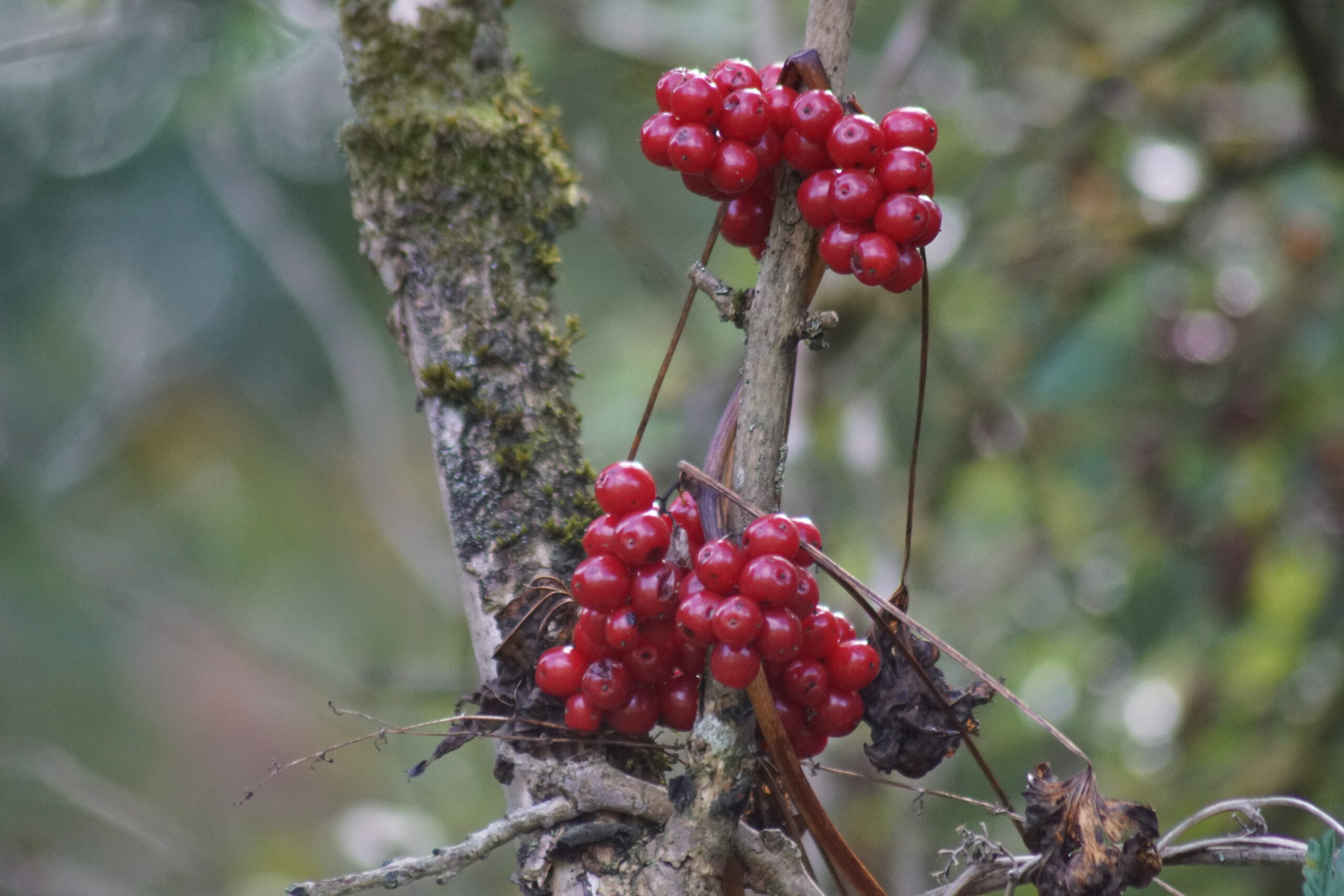 Bindweed Berries