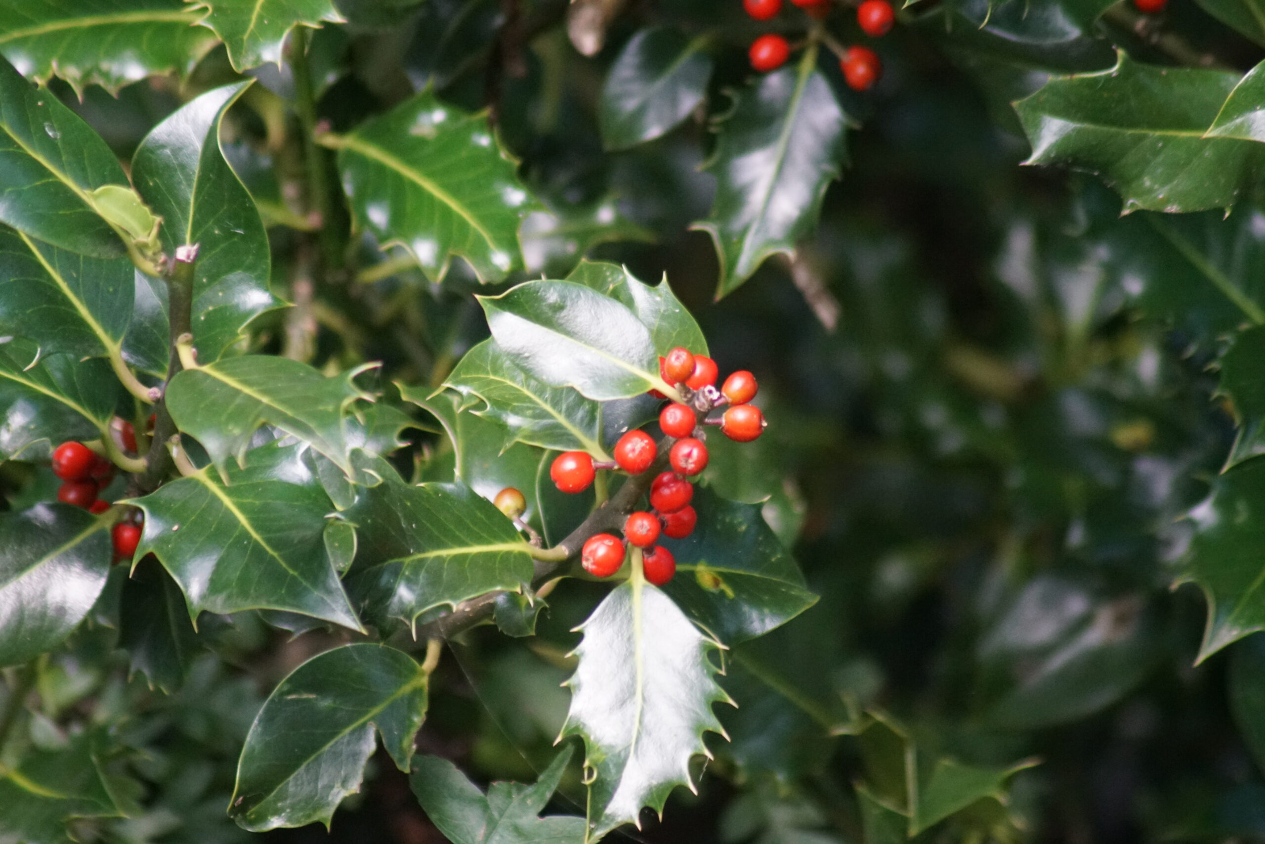 Holly Berries