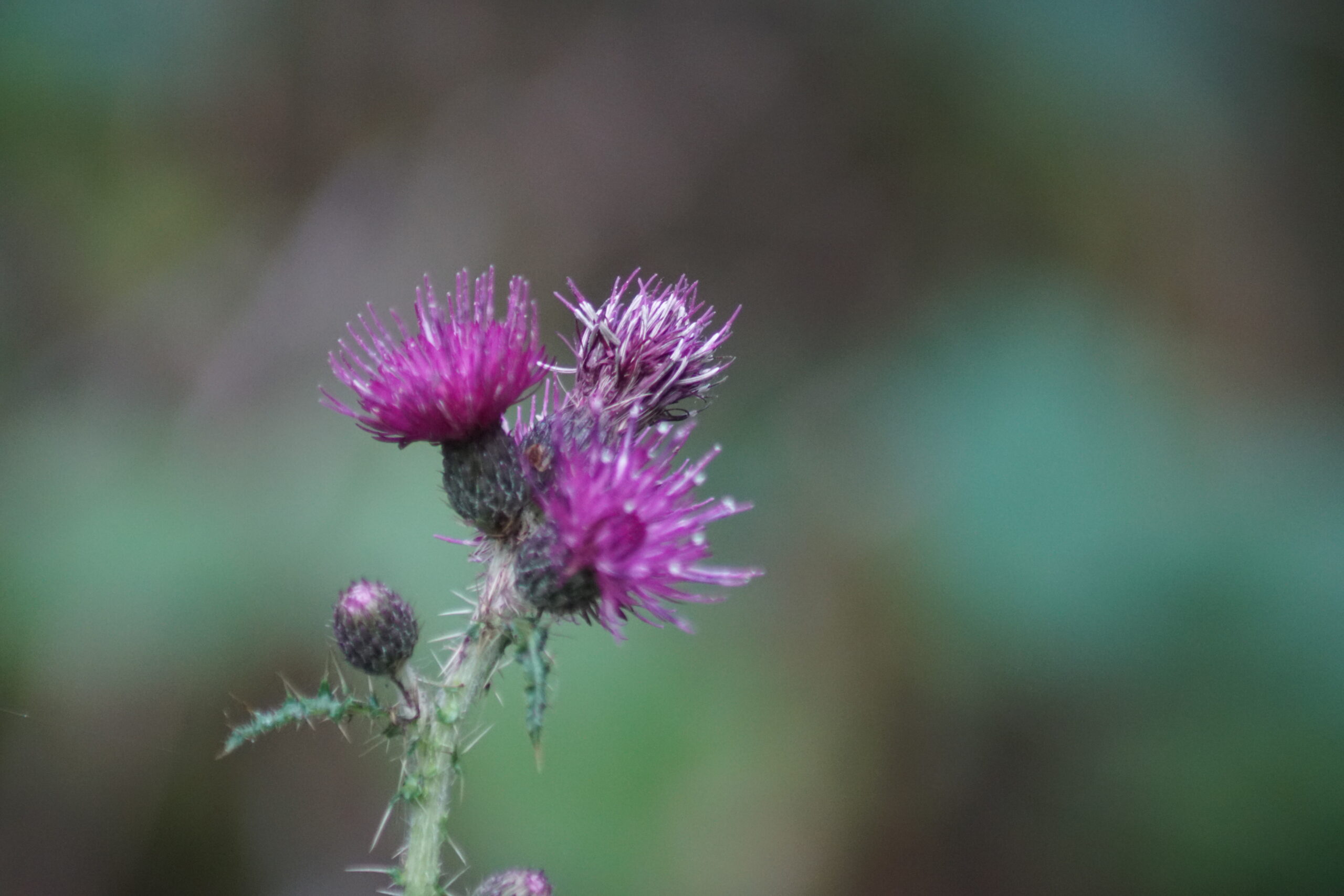 Creeping Thistle