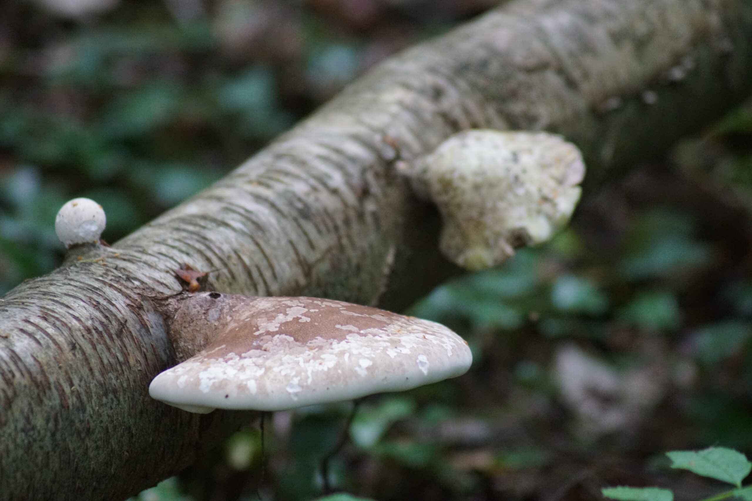 Bracket Fungus