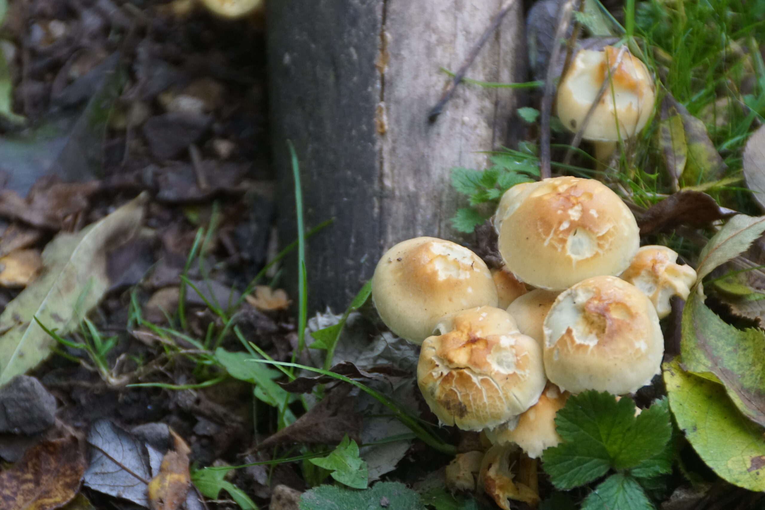 Sulphur Tuft