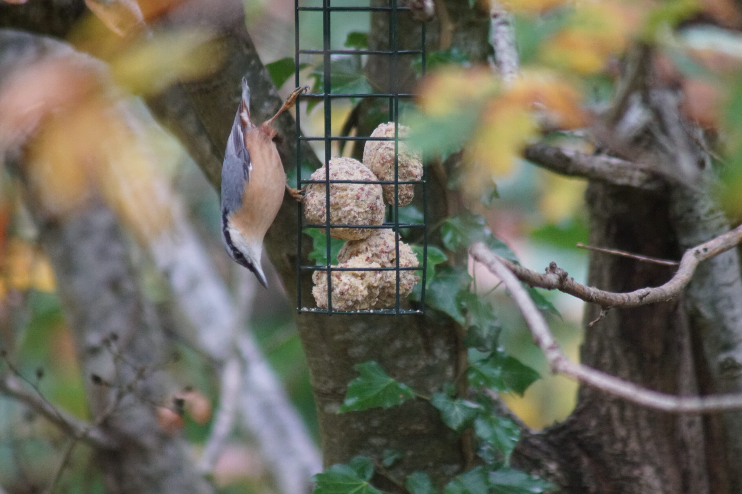 Nuthatch