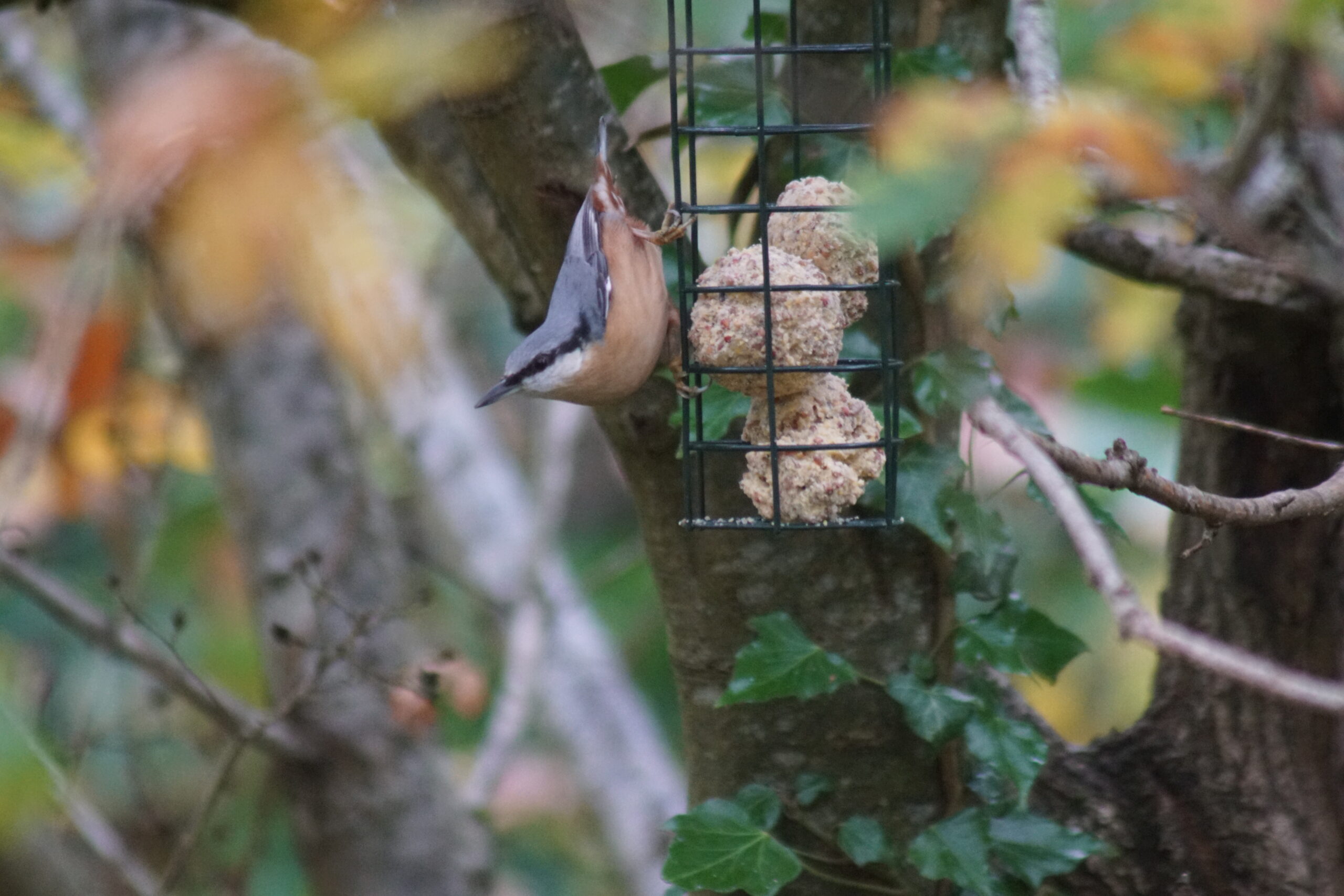 Nuthatch