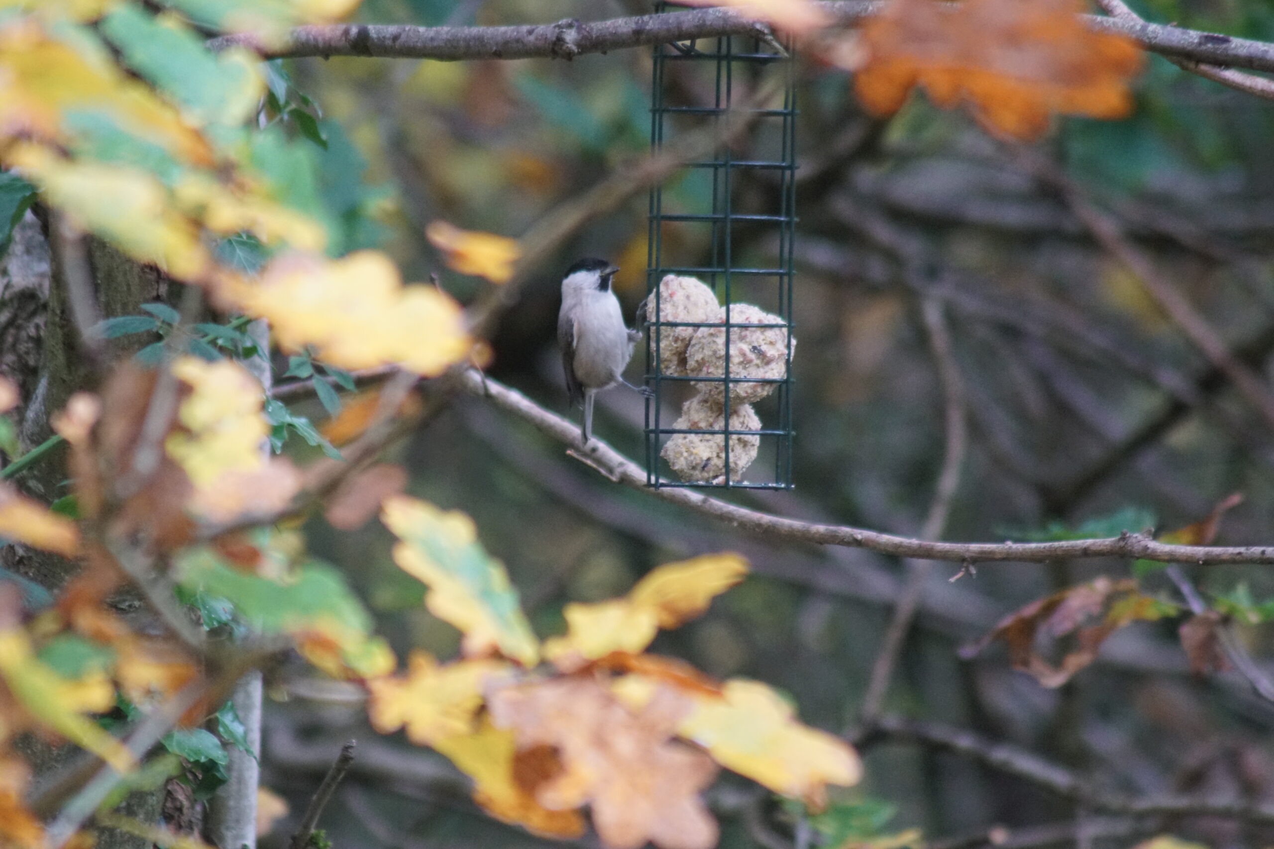 Marsh Tit